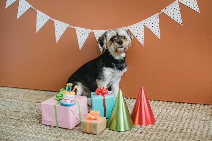 the best dog birthday parties ideas