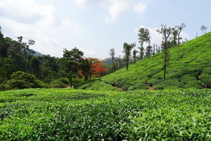 visit Chikmagalur