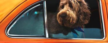 Pet-Friendly Guide to Traveling in a Rental Car