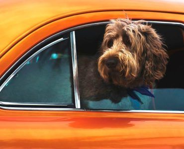 Pet-Friendly Guide to Traveling in a Rental Car