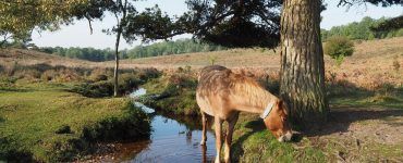 Ponies in the New Forest in Hampshire