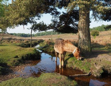 Ponies in the New Forest in Hampshire