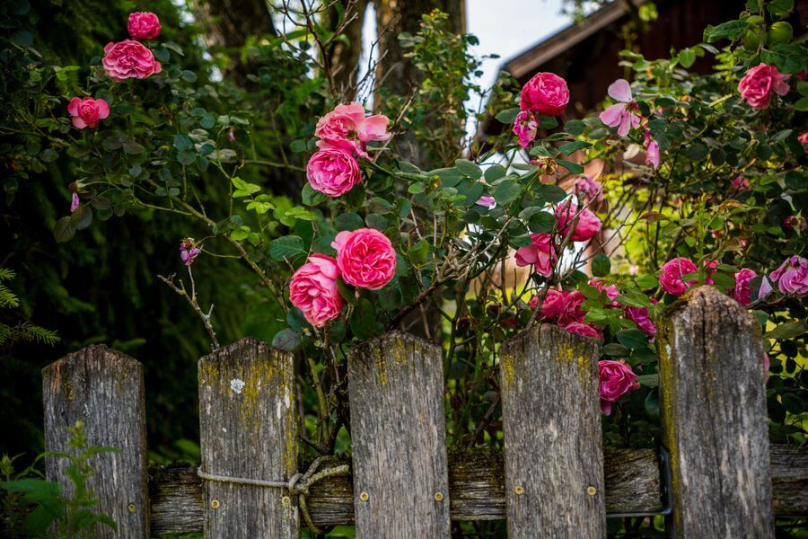 Pink climbing roses trained along a wooden fence in summer